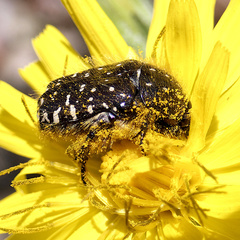 Oxythyrea funesta