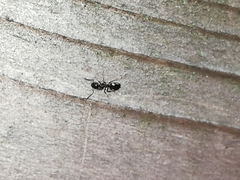 Dolichoderus quadripunctatus