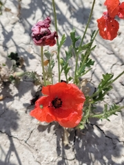 Papaver