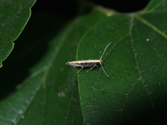 Labdia oxychlora