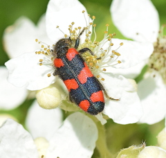 Trichodes punctatus