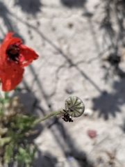 Papaver
