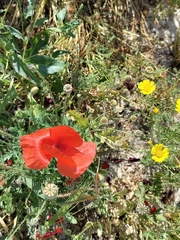 Papaver