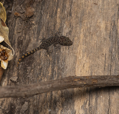 Phyllodactylus lanei