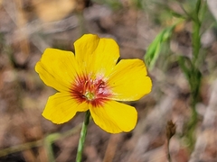 Linum hudsonioides