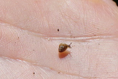 Cochlicella