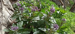 Physochlaina orientalis