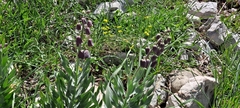 Fritillaria persica
