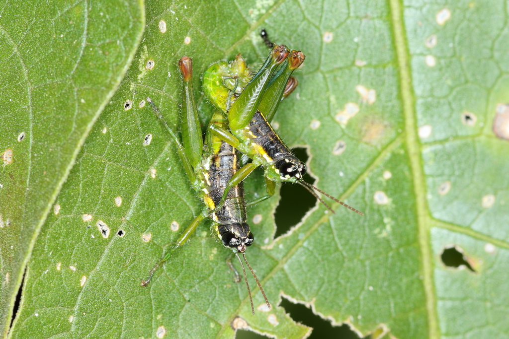 Liebermannacris dorsualis