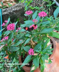 Heliconius melpomene flagrans