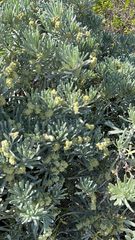 Tournefortia gnaphalodes