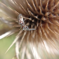 Macaroeris nidicolens