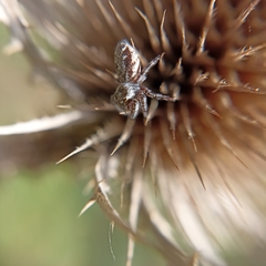 Macaroeris nidicolens