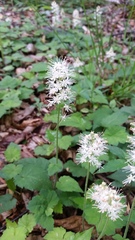 Tiarella austrina