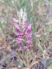 Anacamptis coriophora