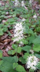 Tiarella austrina