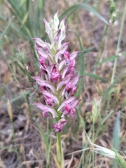 Anacamptis coriophora