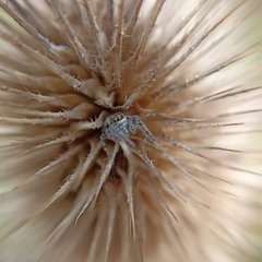 Macaroeris nidicolens