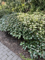 Viburnum davidii