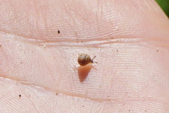Cochlicella