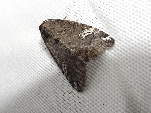 Gray Marvel Moth photo 5