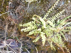 Asplenium viride image