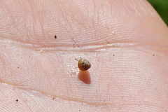 Cochlicella