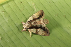 Farigia gamarra