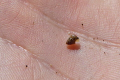 Cochlicella
