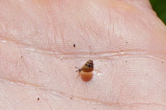Cochlicella