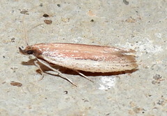 Tampa dimediatella
