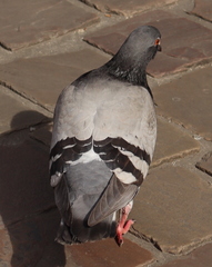 Columba livia domestica