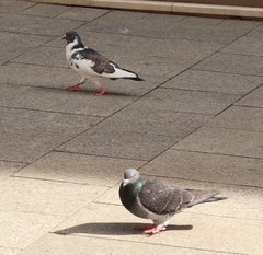 Columba livia domestica