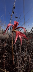 Sprekelia formosissima
