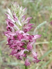Anacamptis coriophora