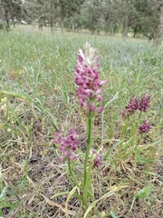 Anacamptis coriophora