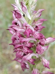Anacamptis coriophora