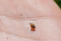 Cochlicella