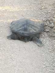 Trionyx triunguis