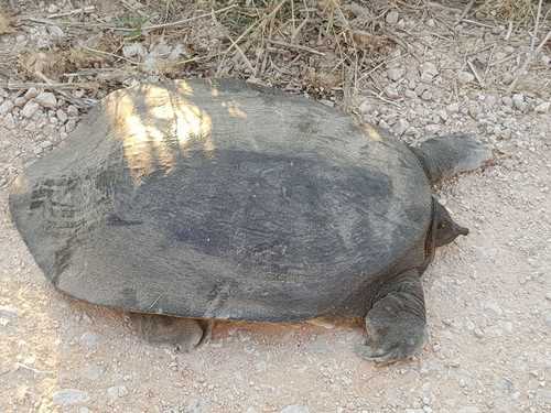 African Softshell Turtle