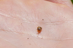 Cochlicella