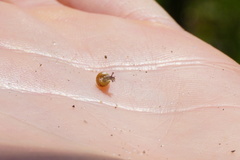 Cochlicella