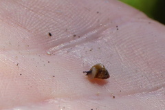 Cochlicella
