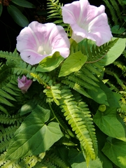 Calystegia × pulchra