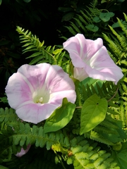 Calystegia × pulchra