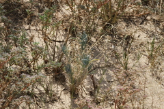 Kewa salsoloides image
