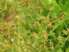 Juncus prismatocarpus leschenaultii
