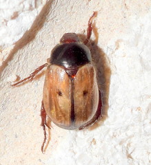 Anomala binotata