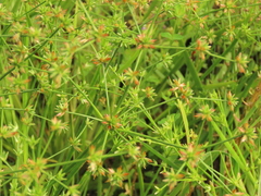 Juncus prismatocarpus leschenaultii