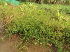 Juncus prismatocarpus leschenaultii